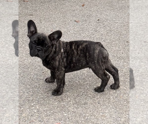 Medium Photo #3 French Bulldog Puppy For Sale in BONNEY LAKE, WA, USA