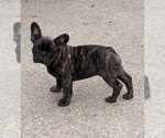 Baby boy - Male French Bulldog Puppy for Sale - Photo #3