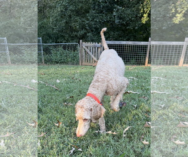 Medium Photo #4 Goldendoodle Puppy For Sale in Pacolet, SC, USA