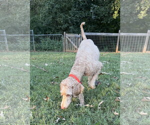 Dolly Sep 26 - Female Goldendoodle Dog for Adoption - Photo #4