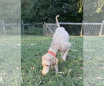 Small Photo #4 Goldendoodle Puppy For Sale in Pacolet, SC, USA