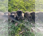 Small Photo #15 Belgian Malinois Puppy For Sale in JACKSONVILLE, TX, USA