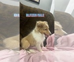 Small Photo #1 Shetland Sheepdog Puppy For Sale in PARAGOULD, AR, USA