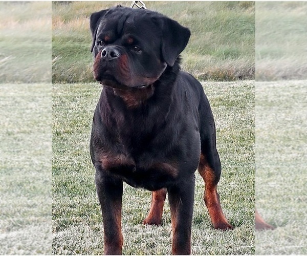 Medium Photo #1 Rottweiler Puppy For Sale in RIVERSIDE, CA, USA