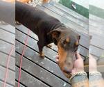 Small Doberman Pinscher
