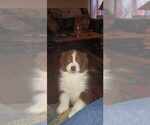 Small Photo #5 Australian Shepherd Puppy For Sale in ROCKY MOUNT, VA, USA