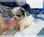 Small #2 Pomeranian