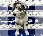Small #3 Australian Shepherd