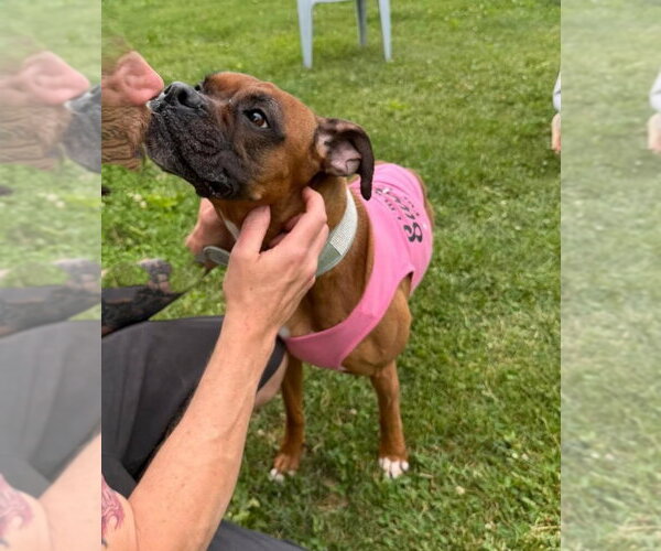 Medium Photo #4 Boxer Puppy For Sale in Rootstown, OH, USA