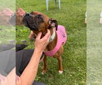 Small #3 Boxer