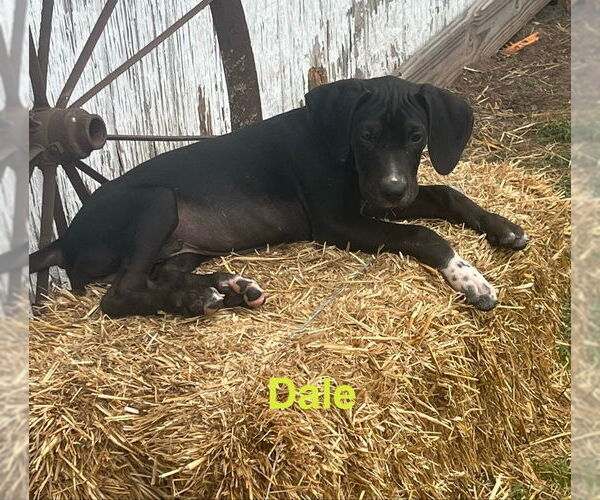 Medium Photo #5 Labrador Retriever-Unknown Mix Puppy For Sale in Rocky Mount, NC, USA