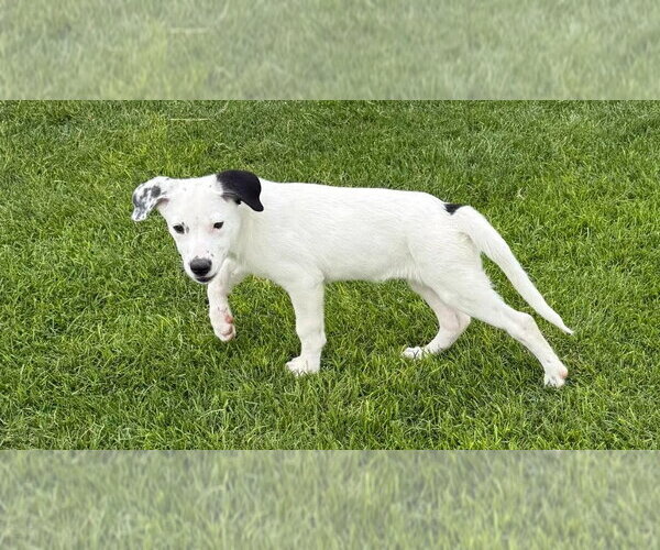 Medium Photo #2 Border Collie-Unknown Mix Puppy For Sale in Salt Lake City, UT, USA