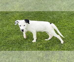 Small #1 Border Collie Mix