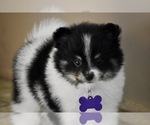 Small Photo #1 Pomeranian Puppy For Sale in COMMERCE, CA, USA