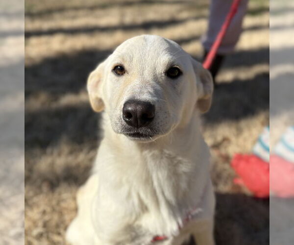 Medium Photo #1 Labrador Retriever-Unknown Mix Puppy For Sale in Yardley, PA, USA