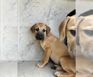 Mutt Dogs for adoption in Oklahoma City, OK, USA