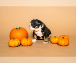 Litter of 6 - Male(s) and Female(s) BulldogLitter of Puppies for Sale - Photo #17