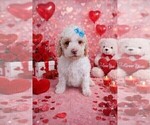 Puppy Darla Goldendoodle (Miniature)