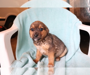 Beagle-Norwegian Elkhound Mix Puppy for sale in SHILOH, OH, USA
