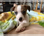 Small #3 Mutt
