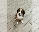 Puppy Brown girl Bernedoodle
