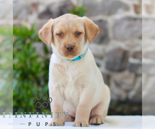 Medium Photo #1 Labrador Retriever Puppy For Sale in MORGANTOWN, PA, USA