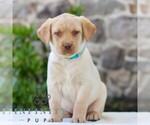 Small Labrador Retriever