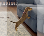 Small #4 Dachshund