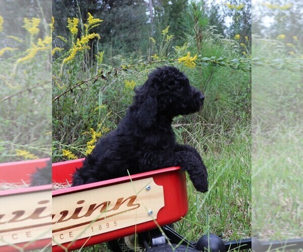 Medium Photo #19 Poodle (Standard) Puppy For Sale in LAKE CITY, FL, USA