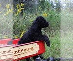 Small Photo #19 Poodle (Standard) Puppy For Sale in LAKE CITY, FL, USA