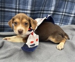 Puppy 5 Beagle-Chihuahua Mix