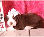 Small Photo #3 Australian Shepherd Puppy For Sale in RICHLAND, MO, USA