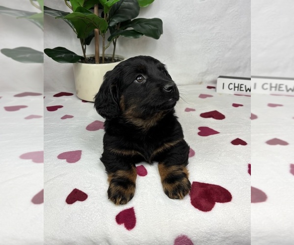 Medium Photo #4 Dachshund Puppy For Sale in FRANKLIN, IN, USA