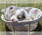 Puppy Lilly Australian Shepherd