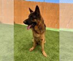 Small #2 German Shepherd Dog