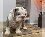 Small Photo #7 Bulldog Puppy For Sale in LAWRENCE, IN, USA