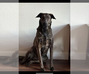 Xena - Female Holland Shepherd-Unknown Mix Dog for Adoption - Photo #2