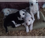 Small Photo #5 American Pit Bull Terrier-Labrador Retriever Mix Puppy For Sale in MOORESBORO, NC, USA