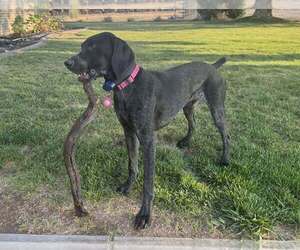 Mother of the German Shorthaired Pointer puppies born on 05/20/2026