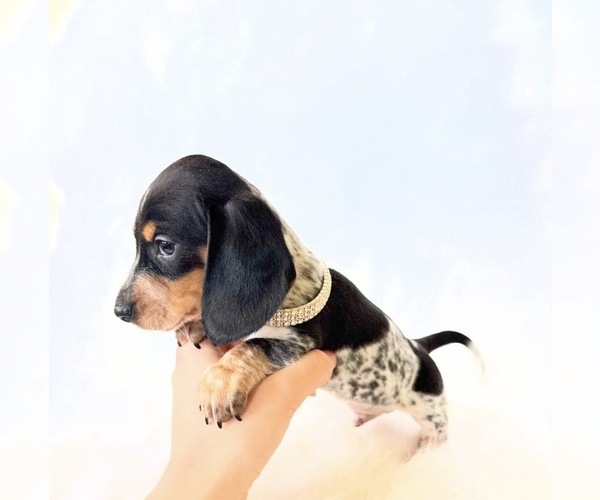Medium Photo #10 Dachshund Puppy For Sale in DAVIS, CA, USA