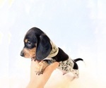 Small #9 Dachshund