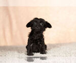 Small Photo #6 YorkiePoo Puppy For Sale in NAPPANEE, IN, USA