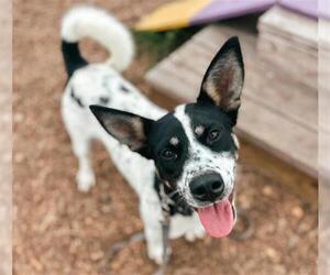 Border Collie-Unknown Mix Dogs for adoption in McKinleyville, CA, USA