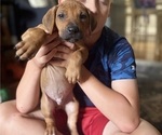 Small #18 Rhodesian Ridgeback