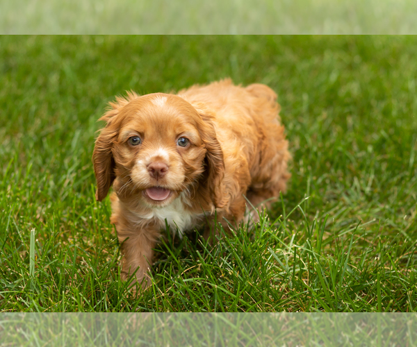 Medium Photo #15 Cocker Spaniel Puppy For Sale in NAPPANEE, IN, USA