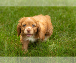 Small Photo #15 Cocker Spaniel Puppy For Sale in NAPPANEE, IN, USA