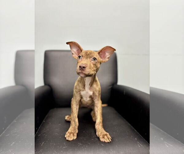 Medium Photo #4 American Staffordshire Terrier-Unknown Mix Puppy For Sale in Holly Springs, NC, USA