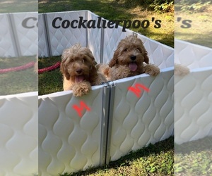 Cavalier King Charles Spaniel-Cockapoo Mix Puppy for sale in HARTFORD, WI, USA