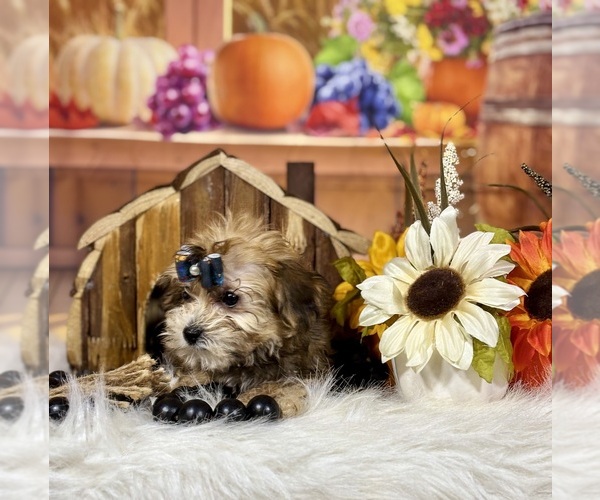 Medium Photo #14 Yo-Chon Puppy For Sale in RIPLEY, MS, USA