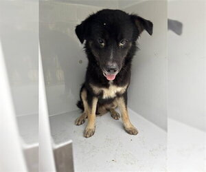 German Shepherd Dog-Unknown Mix Dogs for adoption in Houston, TX, USA